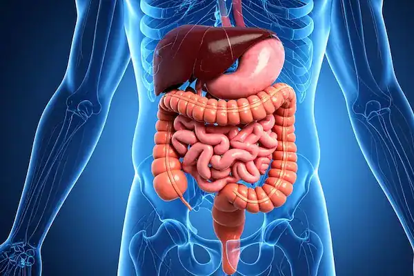 Digestive system